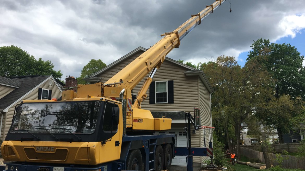 Middlesex Tree Service can handle any size job