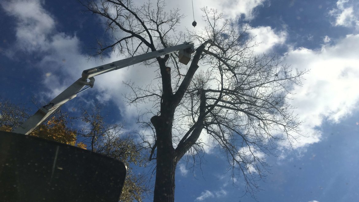 Done right, tree removal is a beautiful art